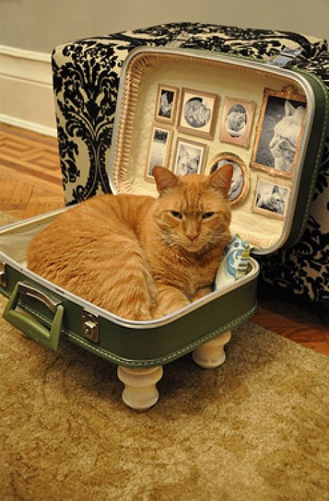 Best ideas about Cat Beds DIY
. Save or Pin 1000 ideas about Homemade Cat Beds on Pinterest Now.