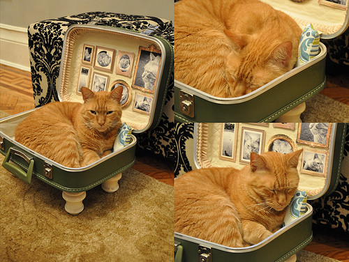 Best ideas about Cat Beds DIY
. Save or Pin DIY Suitcase Bed Modern Cat Now.