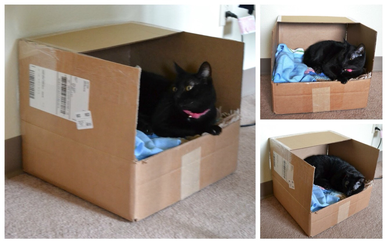 Best ideas about Cat Beds DIY
. Save or Pin DIY Cat Beds Now.