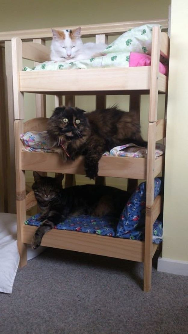 Best ideas about Cat Beds DIY
. Save or Pin Best 25 Homemade cat beds ideas on Pinterest Now.