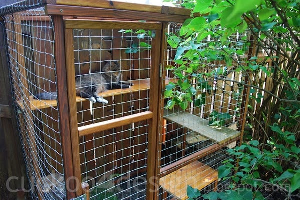 Best ideas about Cat Outdoor Enclosure
. Save or Pin Easy DIY Cat Enclosure Cuckoo4Design Now.