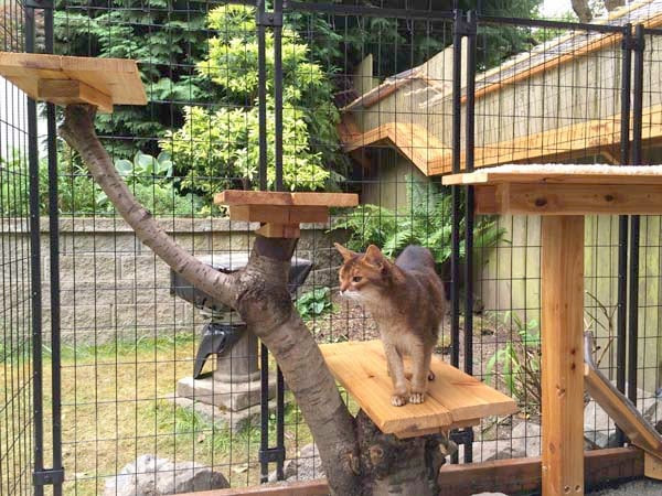 Best ideas about Cat Outdoor Enclosure
. Save or Pin Awesome DIY backyard Cat Enclosure Now.