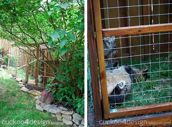 Best ideas about Cat Outdoor Enclosure
. Save or Pin Easy DIY Cat Enclosure to keep your indoor cats happy and safe Now.