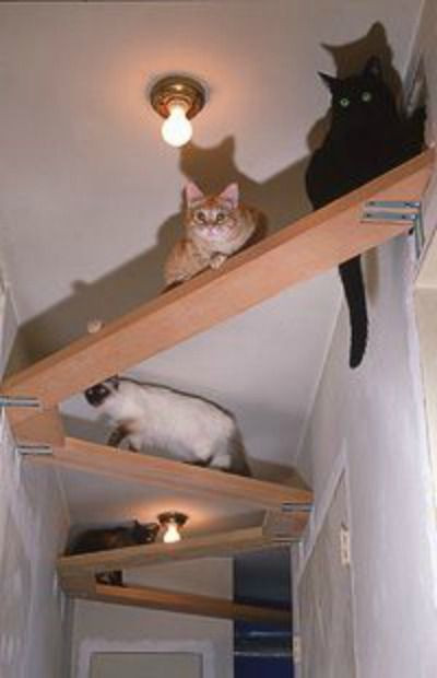 Best ideas about Cat Wall Shelves DIY
. Save or Pin Cat Tree Plans In Space Outta Control Cat Shelves Now.