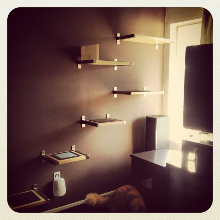 Best ideas about Cat Wall Shelves DIY
. Save or Pin DIY cat shelves For the Cats Now.