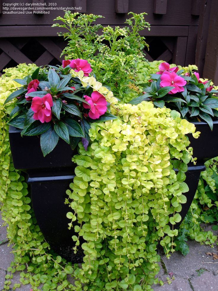 Best ideas about Container Flower Garden Ideas
. Save or Pin Pin by Stephanie Duman on The garden Now.