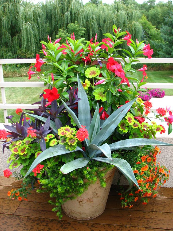 Best ideas about Container Flower Garden Ideas
. Save or Pin 700 best images about Container Gardening Ideas on Now.