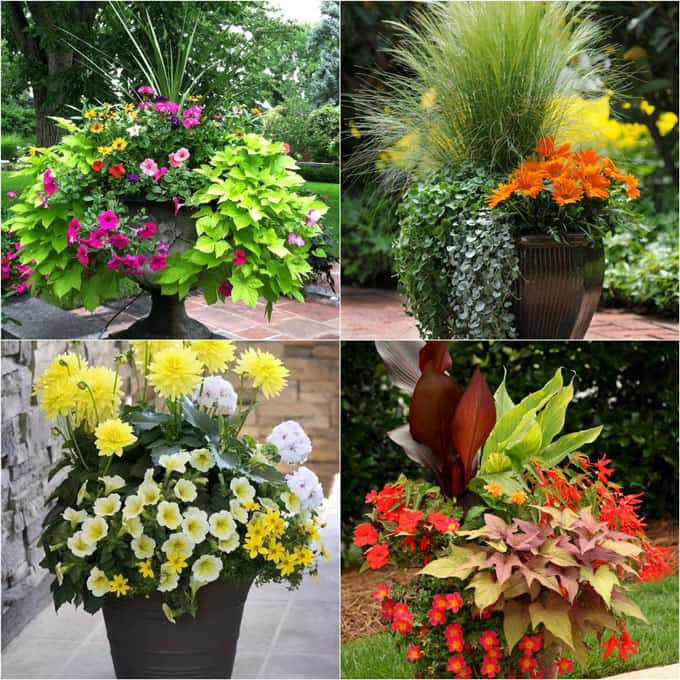 Best ideas about Container Flower Garden Ideas
. Save or Pin 20 Favorite Flowering Vines For the Fence and Arbor Now.