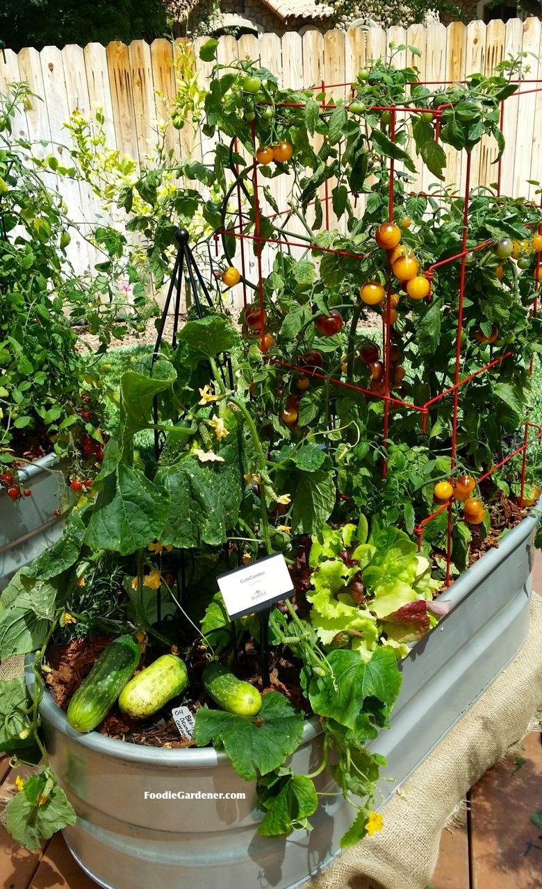 Best ideas about Container Vegetable Garden Ideas
. Save or Pin Grow a Container Ve able Garden on Your Patio Tips Now.
