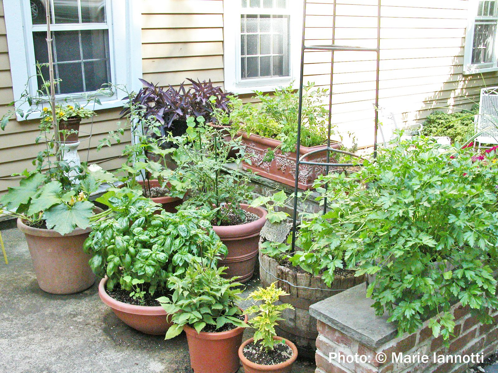 Best ideas about Container Vegetable Garden Ideas
. Save or Pin Container Ve able Gardening Now.