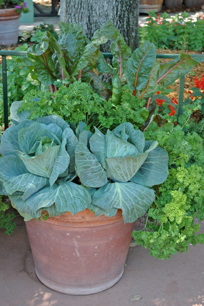 Best ideas about Container Vegetable Garden Ideas
. Save or Pin 534 best Container Ve able Gardening images on Pinterest Now.