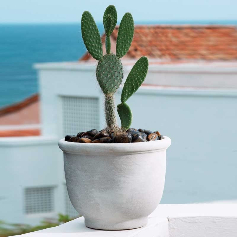 Best ideas about Crescent Garden Planters
. Save or Pin Crescent Garden Agave Planter ePlanters Now.