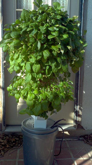 Best ideas about DIY Aeroponic Tower Garden
. Save or Pin Aeroponic strawberry tower gardening Now.