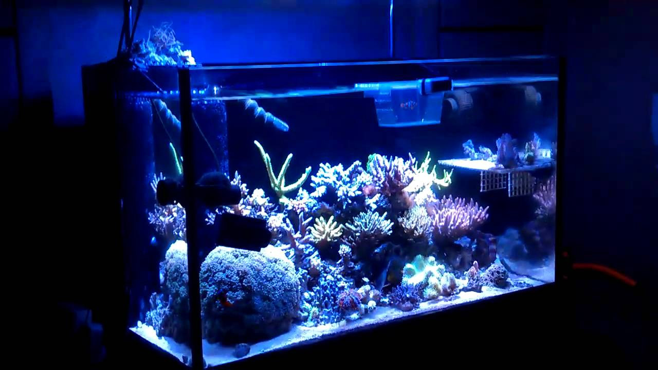 Best ideas about DIY Aquarium Led Lighting
. Save or Pin Po u Controller dimming DIY LED aquarium lights Now.