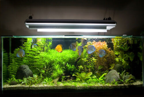 Best ideas about DIY Aquarium Lights
. Save or Pin DIY Aquarium Lighting Now.