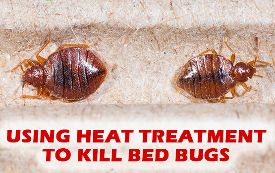 Best ideas about DIY Bed Bug Heat Treatment
. Save or Pin Bed Bug Control What Chemical Kills Bed Bugs DIY Bed Now.