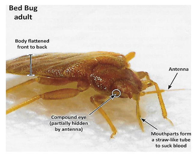 Best ideas about DIY Bed Bug Heat Treatment
. Save or Pin Do It Yourself Bed Bug Heat Treatment Equipment DIY Bed Now.