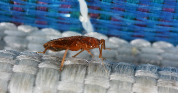 Best ideas about DIY Bed Bug Removal
. Save or Pin Bed bugs Do it yourself control options Insects in the City Now.