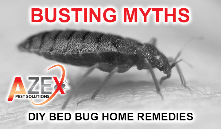 Best ideas about DIY Bed Bug Removal
. Save or Pin Busting Myths Azex Pest Solutions Now.