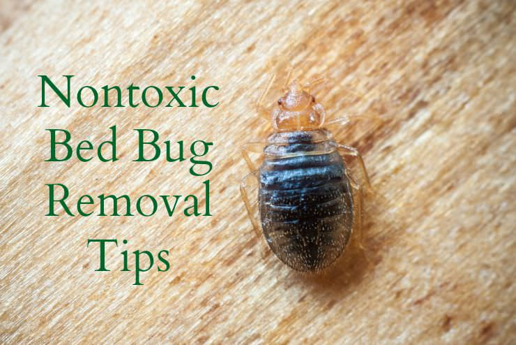Best ideas about DIY Bed Bug Removal
. Save or Pin Get Rid of Bed Bugs Naturally and Effectively Healthy Now.