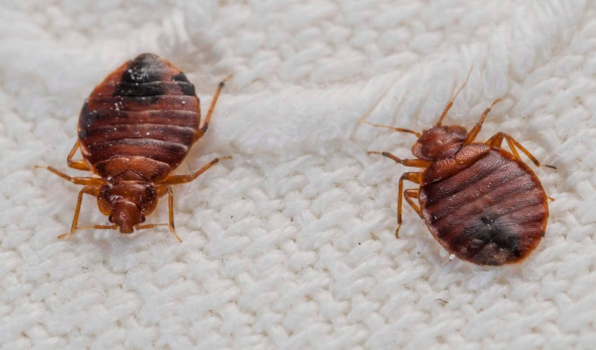 Best ideas about DIY Bed Bug Removal
. Save or Pin Blog Pest Control Now.