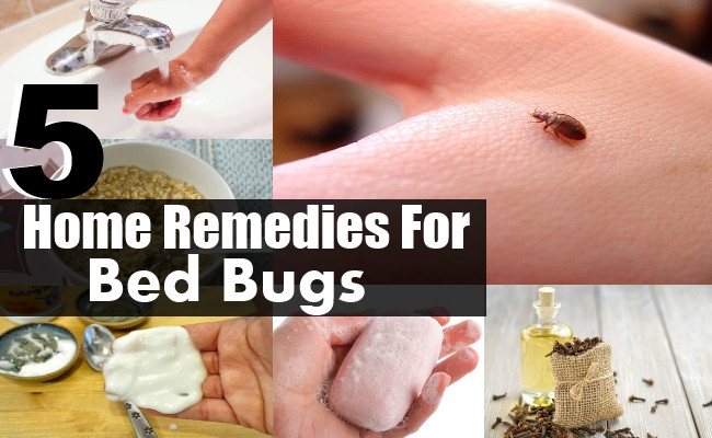 Best ideas about DIY Bed Bug Removal
. Save or Pin 5 Top Home Reme s For Bed Bugs Now.