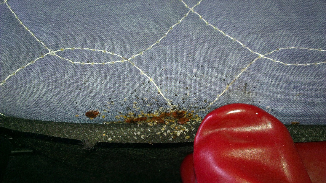 Best ideas about DIY Bed Bug Removal
. Save or Pin Bed Bugs Removal Burwood $99 ATTACK Pest Control Sydney Now.