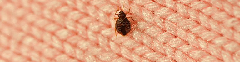 Best ideas about DIY Bed Bug Removal
. Save or Pin DIY Bed Bug Removal in 5 Easy Steps Now.
