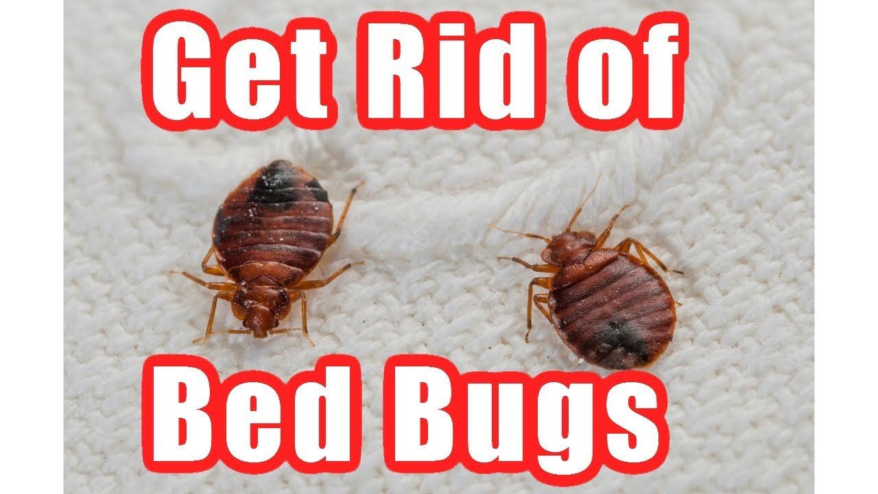 Best ideas about DIY Bed Bug Removal
. Save or Pin How to Get Rid Bed Bugs Fast At Home – DIY Bed Bug Trap Now.
