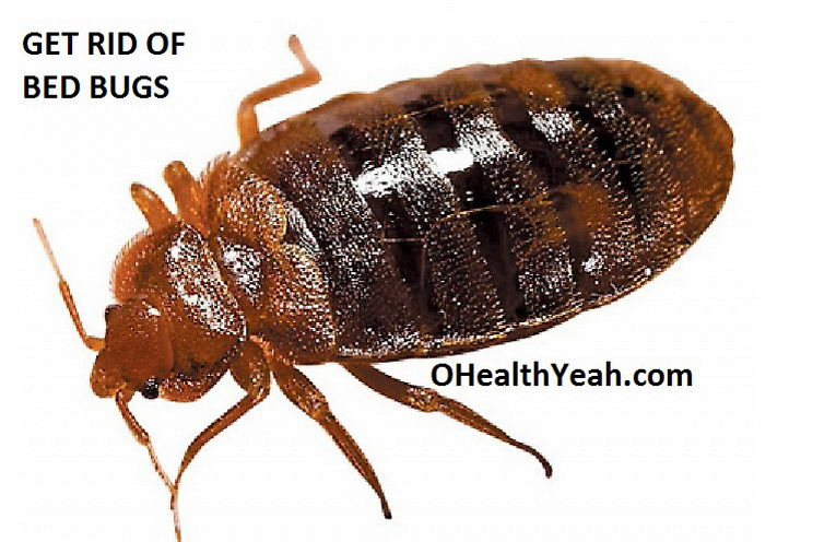 Best ideas about DIY Bed Bugs Extermination
. Save or Pin Bed Bug Control What Chemical Kills Bed Bugs DIY Bed Now.