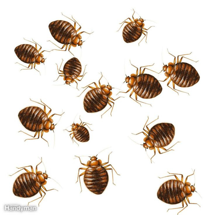 Best ideas about DIY Bed Bugs Extermination
. Save or Pin Best 25 Bed bug reme s ideas on Pinterest Now.