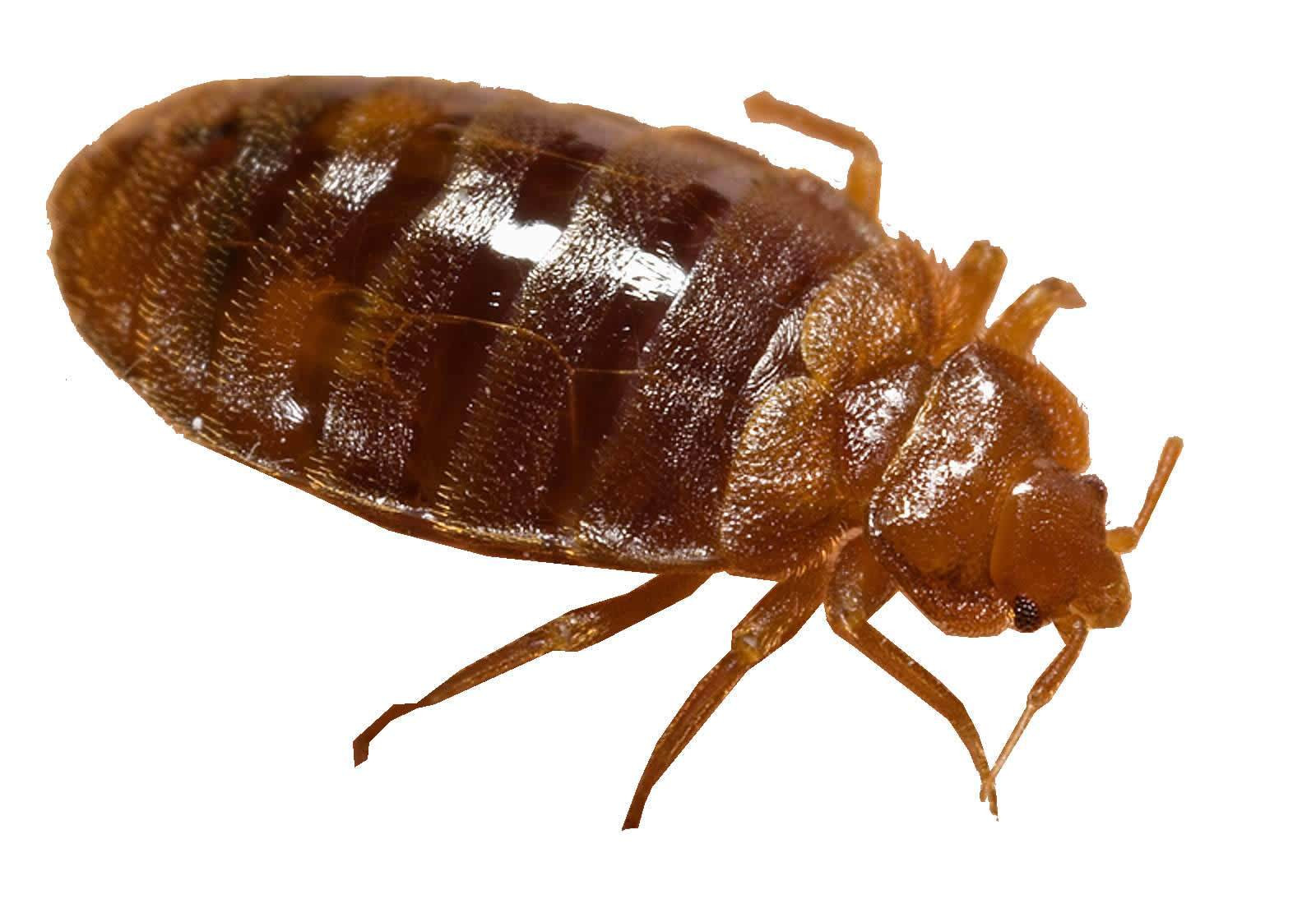 Best ideas about DIY Bed Bugs Extermination
. Save or Pin All About Bed Bugs DIY Bug Control Now.