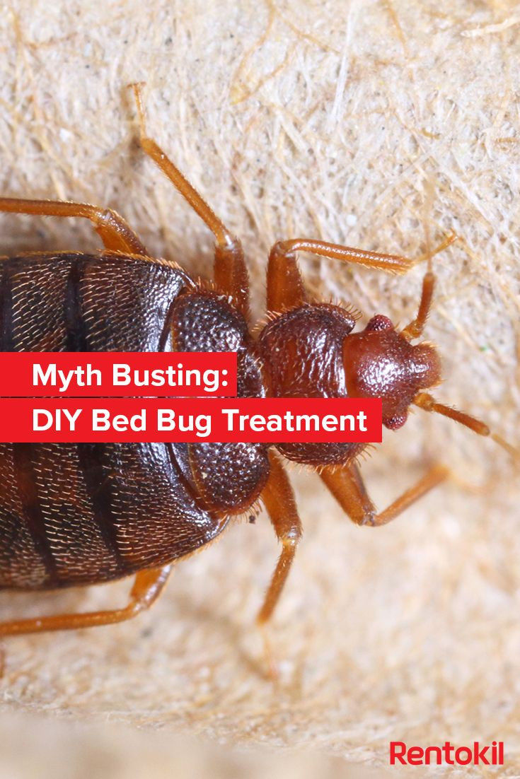 Best ideas about DIY Bed Bugs Extermination
. Save or Pin Best 20 Bed bugs treatment ideas on Pinterest Now.