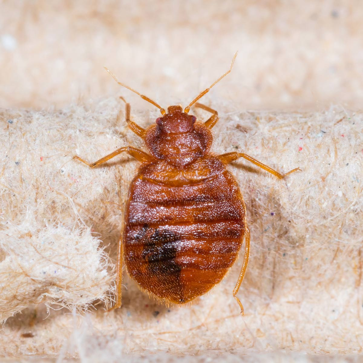 Best ideas about DIY Bed Bugs Extermination
. Save or Pin How to Get Rid of Bed Bugs A DIY Guide — The Family Handyman Now.