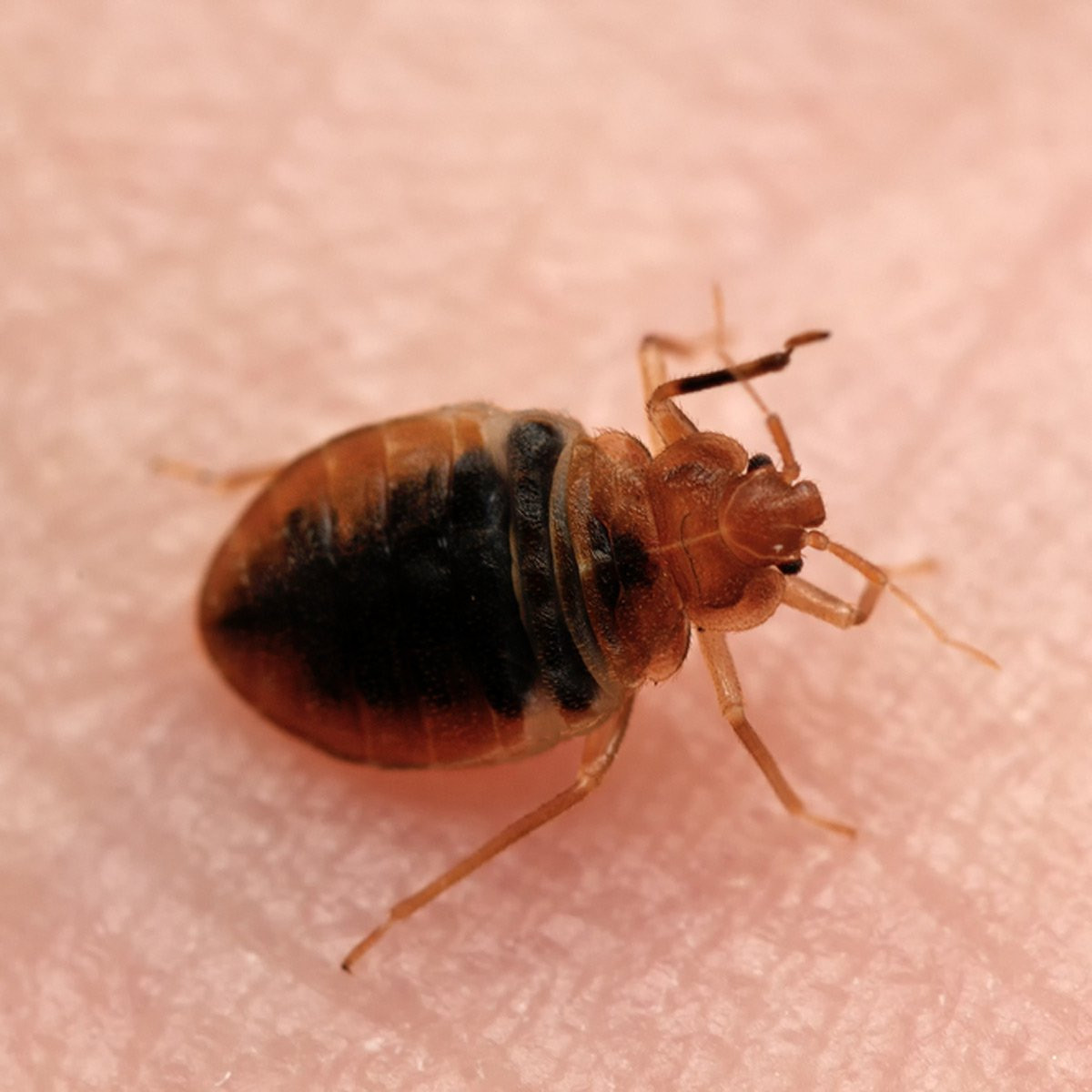 Best ideas about DIY Bed Bugs Extermination
. Save or Pin How to Get Rid of Bed Bugs A DIY Guide — The Family Handyman Now.