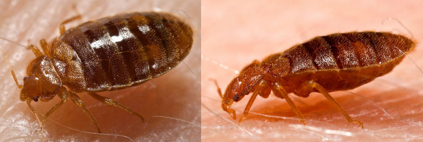 Best ideas about DIY Bed Bugs Extermination
. Save or Pin Bed Bug Control What Chemical Kills Bed Bugs DIY Bed Now.