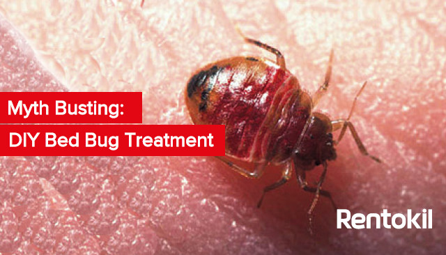 Best ideas about DIY Bed Bugs Extermination
. Save or Pin Myth Busting DIY Bed Bug Treatment Now.