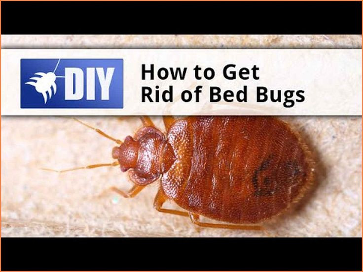 Best ideas about DIY Bed Bugs Extermination
. Save or Pin 10 best Rats images on Pinterest Now.