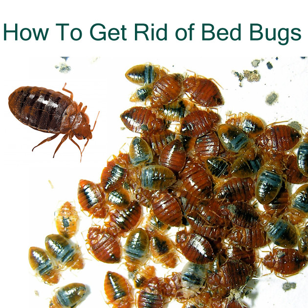 Best ideas about DIY Bed Bugs Extermination
. Save or Pin Bed Bug Control What Chemical Kills Bed Bugs DIY Bed Now.