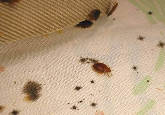 Best ideas about DIY Bed Bugs Extermination
. Save or Pin Bed Bug Control What Chemical Kills Bed Bugs DIY Bed Now.