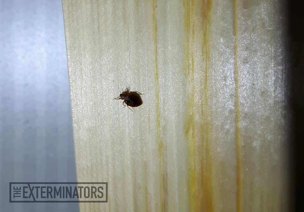 Best ideas about DIY Bed Bugs Extermination
. Save or Pin Bed Bug Control What Chemical Kills Bed Bugs DIY Bed Now.