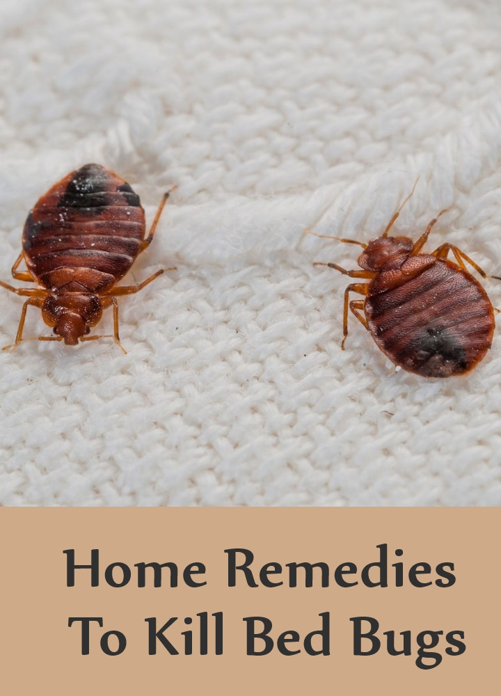 Best ideas about DIY Bed Bugs Extermination
. Save or Pin Bed Bug Control What Chemical Kills Bed Bugs DIY Bed Now.