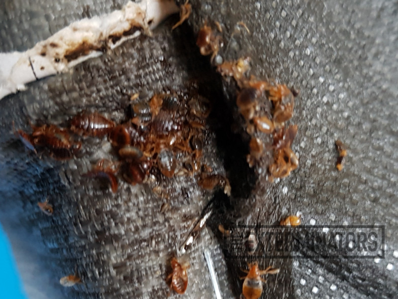 Best ideas about DIY Bed Bugs Extermination
. Save or Pin Bed Bug Control What Chemical Kills Bed Bugs DIY Bed Now.