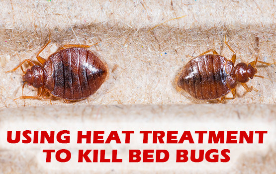 Best ideas about DIY Bed Bugs Extermination
. Save or Pin Bed Bug Control What Chemical Kills Bed Bugs DIY Bed Now.