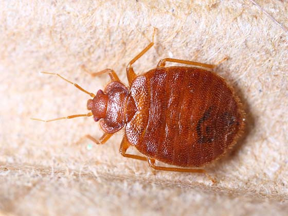 Best ideas about DIY Bed Bugs Extermination
. Save or Pin How To Get Rid Bed Bugs In Carpet Varied Carpet Beetle Now.