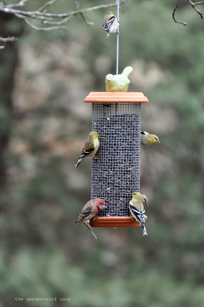 Best ideas about DIY Bird Feeder Plans
. Save or Pin 33 Homemade Bird Feeder Plans To Keep Birds Well Fed And Now.