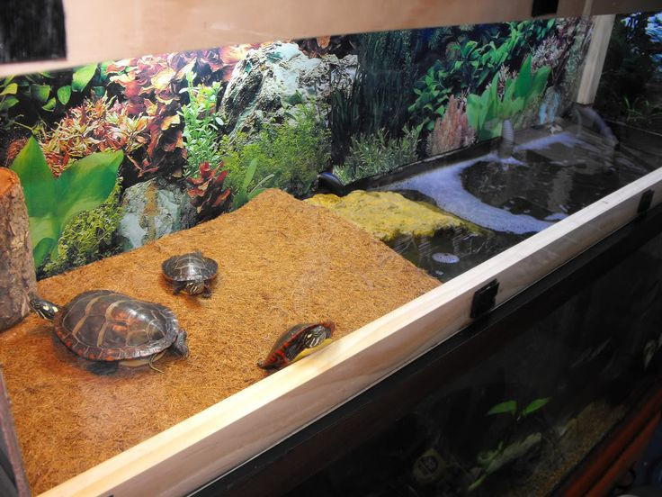 Best ideas about DIY Box Turtle Habitat
. Save or Pin 58 best images about Turtle Tank ideas on Pinterest Now.