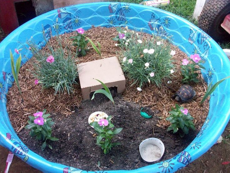 Best ideas about DIY Box Turtle Habitat
. Save or Pin tortoise habitat ideas Now.