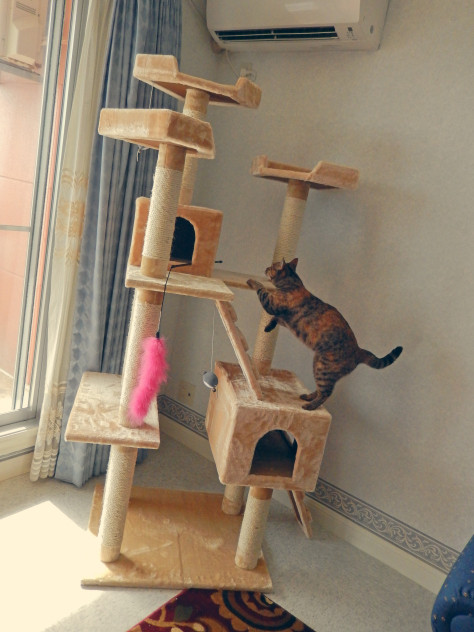 Best ideas about DIY Cat Tower Plans
. Save or Pin stupid86xzy Now.