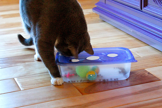 Best ideas about DIY Cat Toys
. Save or Pin DIY Cat Puzzle Toy Box • hauspanther Now.